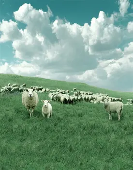 5х7 футов Газонная трава Животные Овцы Фотофоны Реквизит для фотосъемки Студийный фон