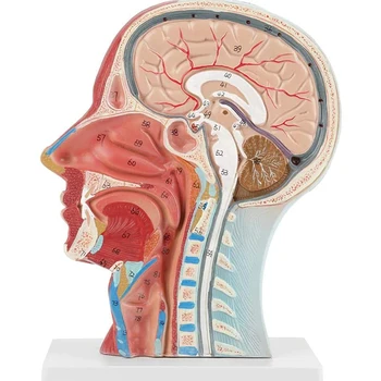 Анатомическая человеческая половина головы в натуральную величину Анатомия лица Медицинский мозг Срединный разрез шеи Модель исследования нерва Кровеносного сосуда для обучения